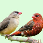 Breeding Strawberry Finches A Guide for Success