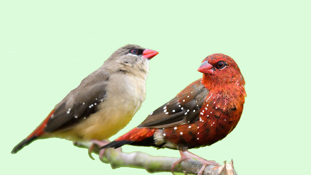 Breeding Strawberry Finches A Guide for Success