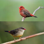 Fascinating Facts About Strawberry Finches