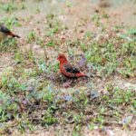 Health and Common Issues in Strawberry Finches