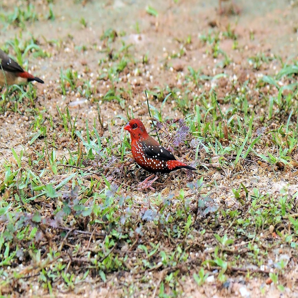 Health and Common Issues in Strawberry Finches