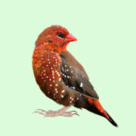 The Lifespan of Strawberry Finches