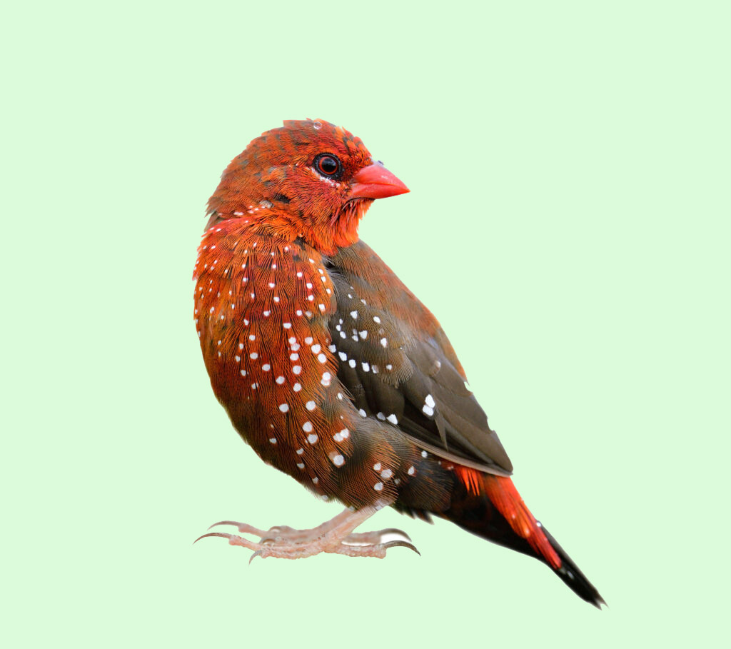 The Lifespan of Strawberry Finches