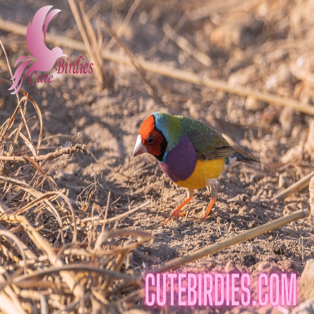 Understanding Gouldian Finch Behavior