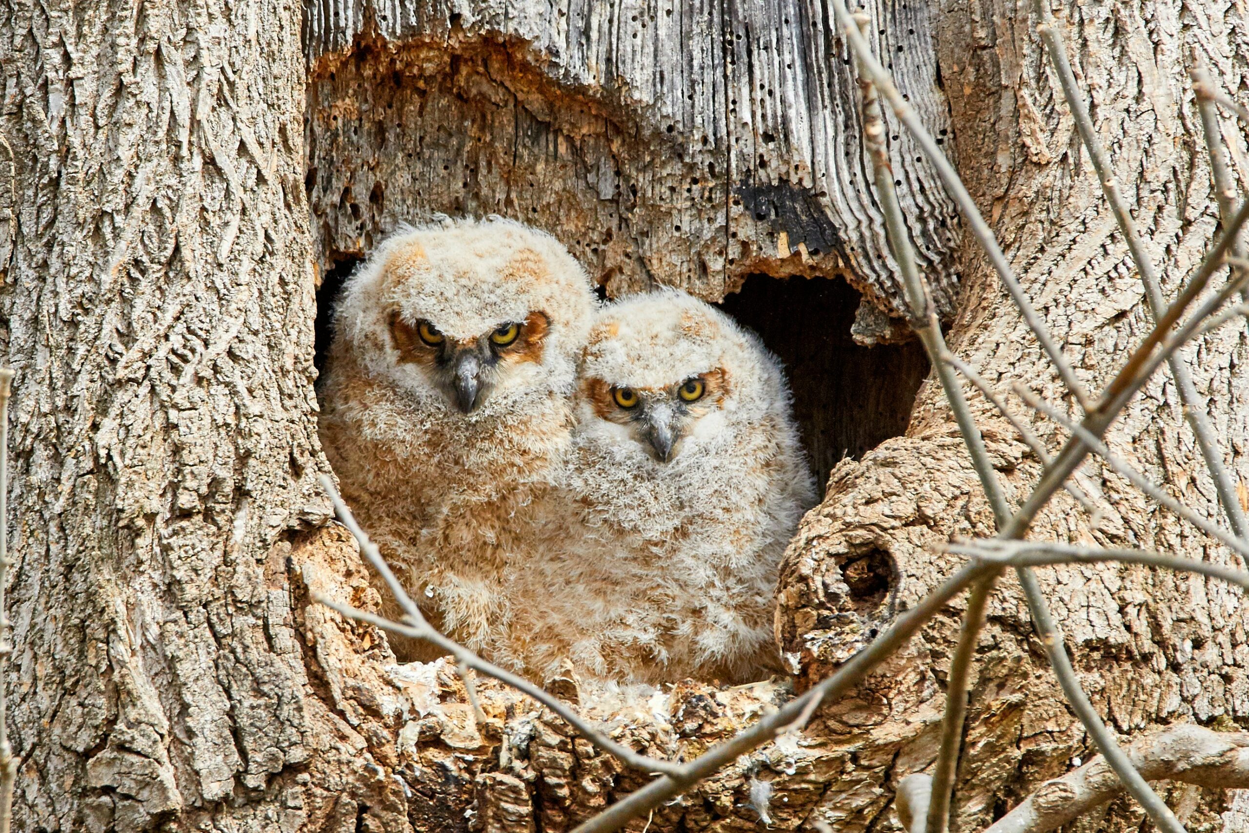 owl eggs