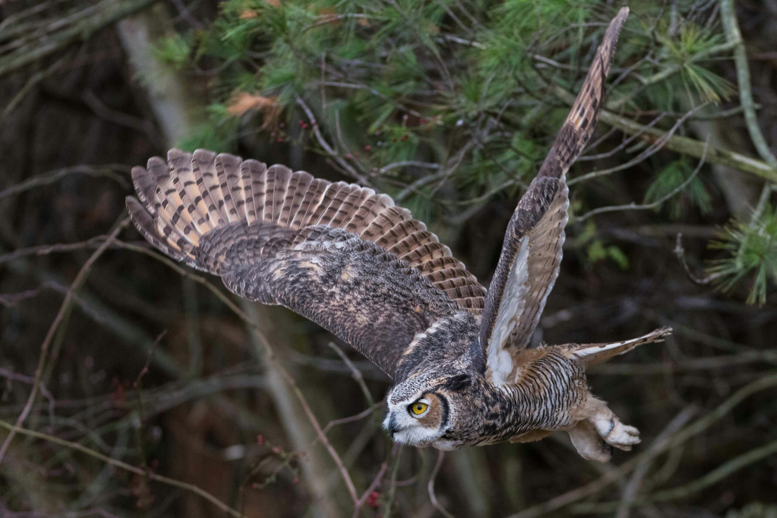 owl habitat